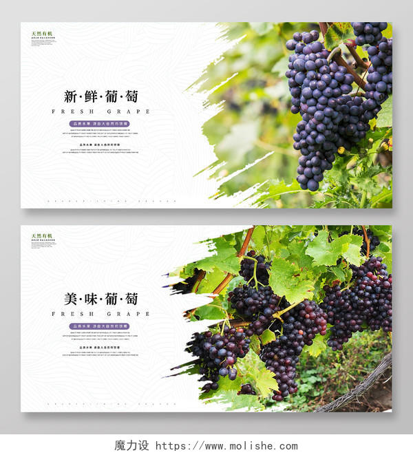 白色小清新绿色风格新鲜葡萄紫色葡萄水果宣传展板